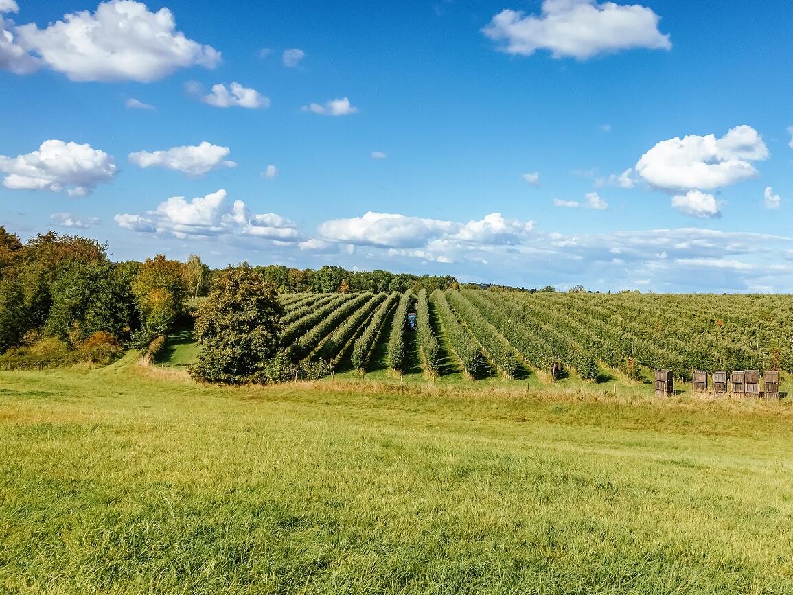 Das Bild zeigt weitläufige Obstplantagen des Döhlener Obstgutes mit langen Reihen von Obstbäumen in einer offenen Landschaft. Im Vordergrund liegt eine Wiese, darüber erstrecken sich die Plantagen unter einem blauen Himmel mit vereinzelten weißen Wolken.
